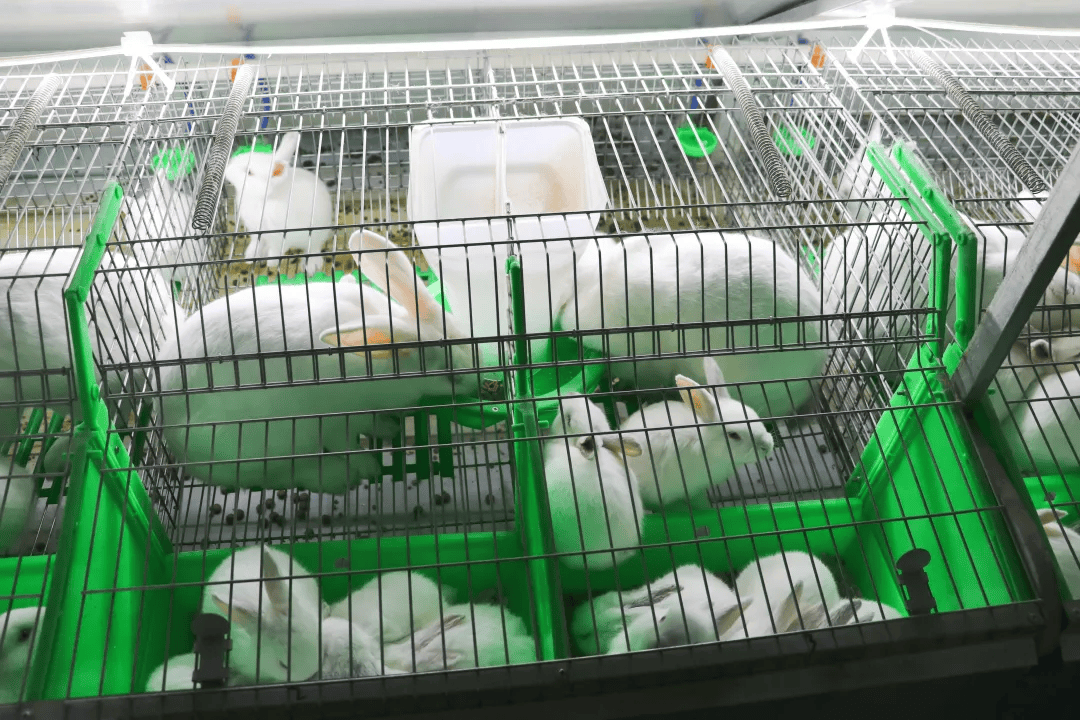 高效兔子养殖技术(兔子养殖的流程和注意事项)