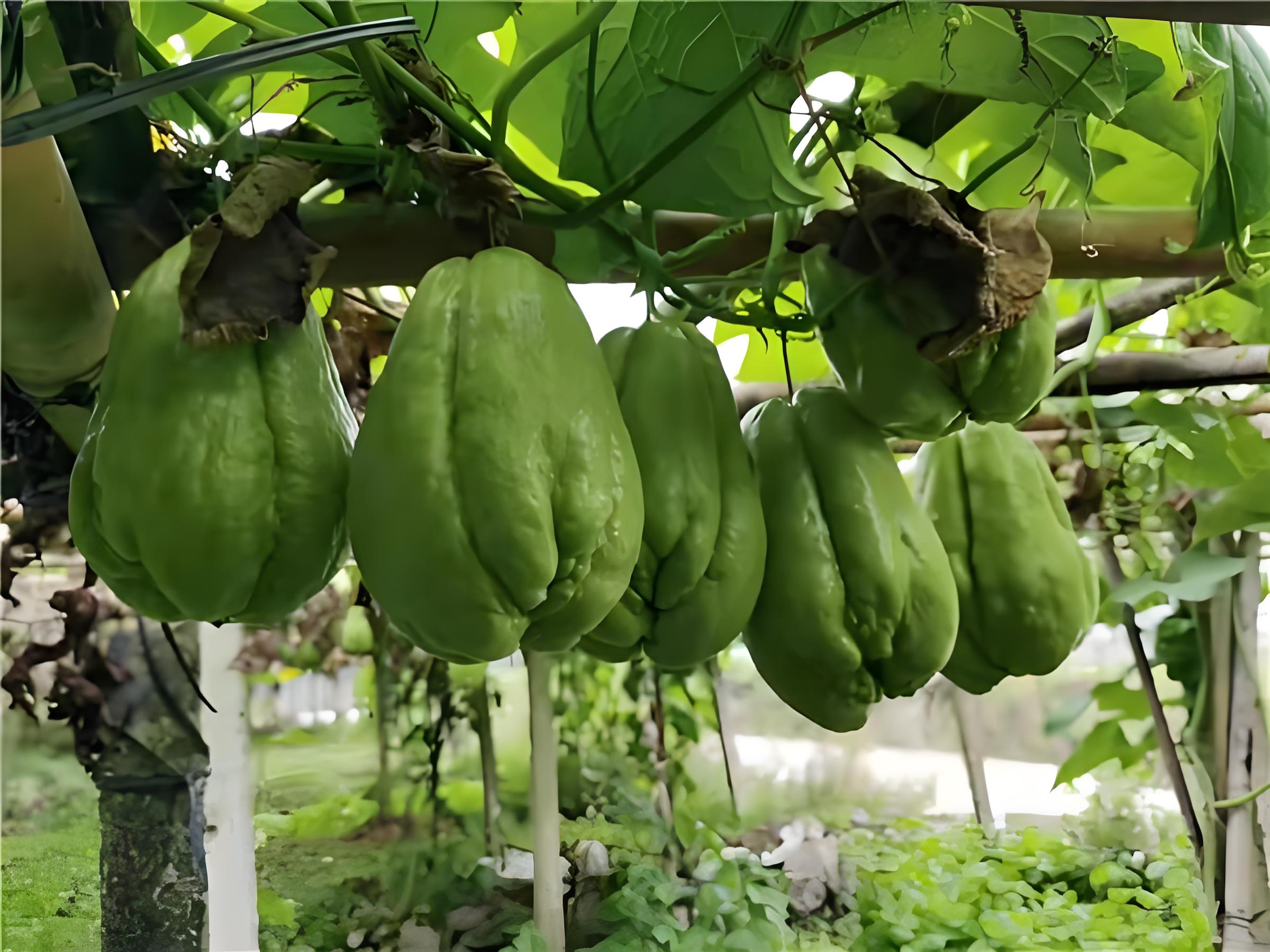 佛手瓜高产栽培技术(佛手瓜如何种植产量高)