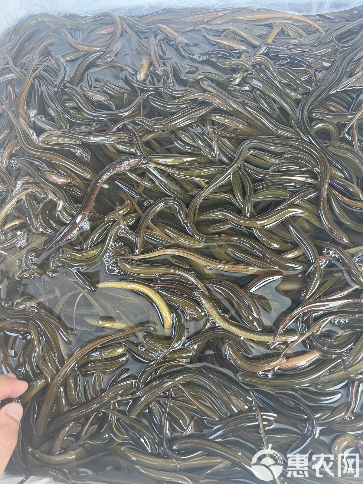 黄鳝繁殖能力强吗(黄鳝是怎么繁殖后代的)