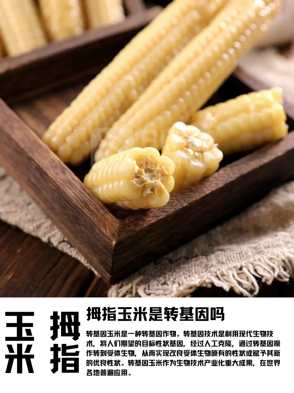 转基因玉米长什么样图片(转基因玉米长什么样 对比)