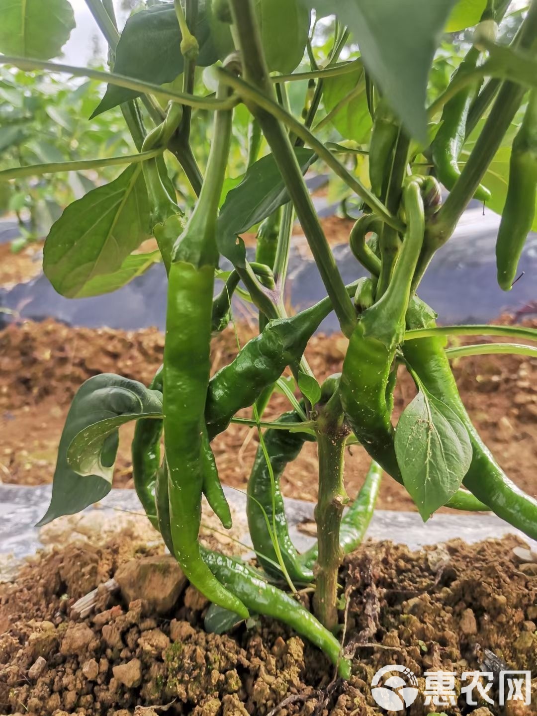 螺丝椒种植温度(螺丝椒种植温度是多少)