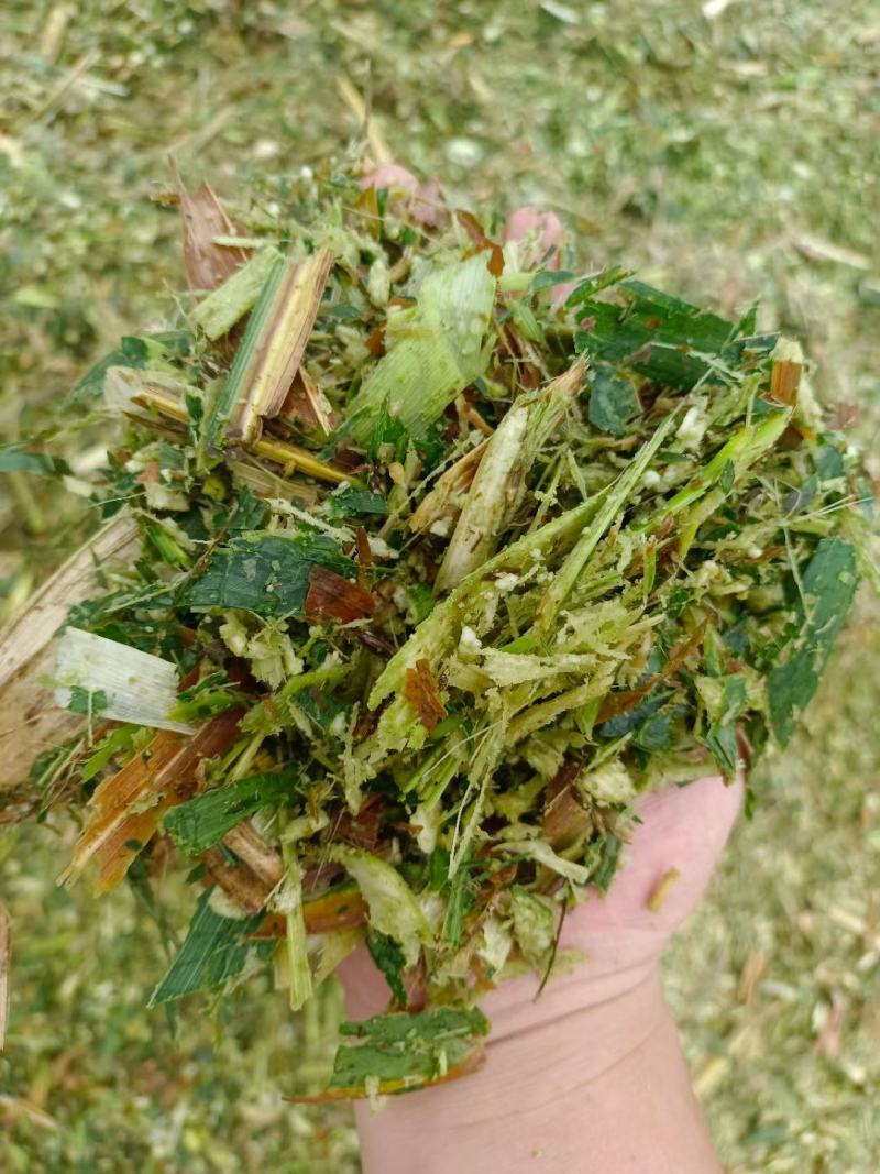 青贮玉米种植密度(青贮玉米种植密度多少合适)