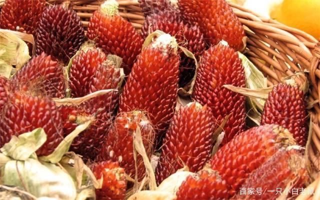 草莓玉米是转基因的吗(草莓玉米可以当种子使用吗)