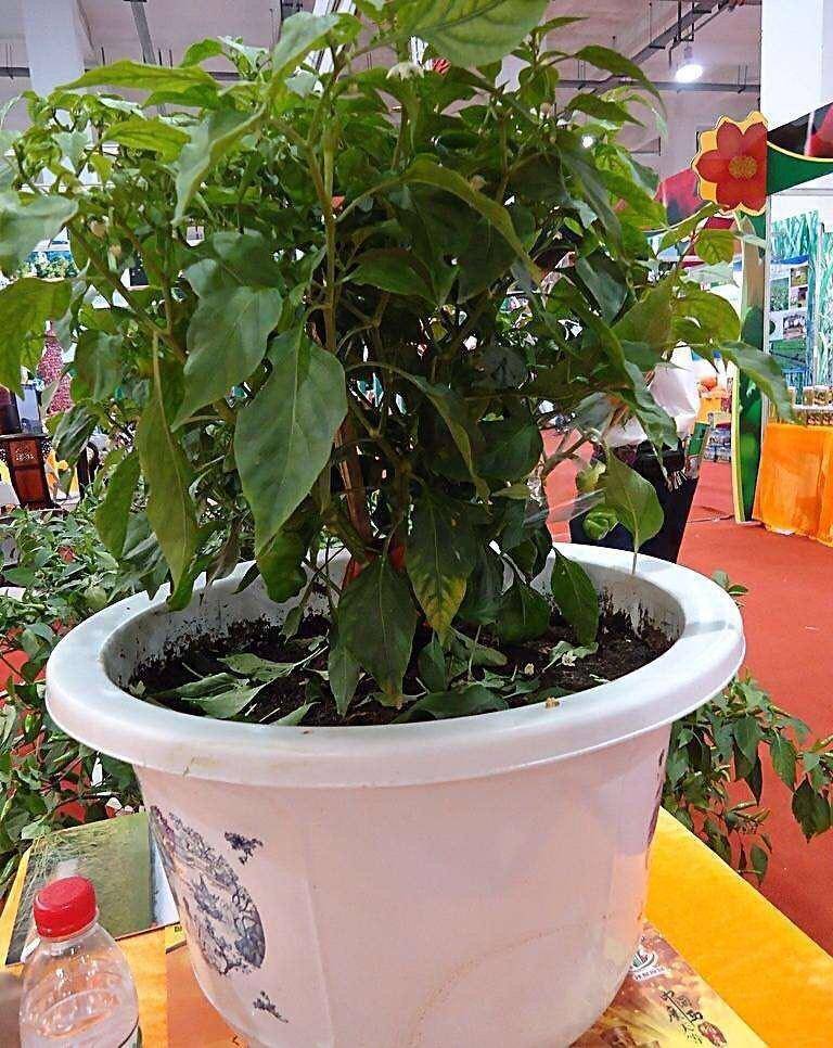 露天辣椒种植怎样过冬(露天栽培辣椒怎么防霜冻)