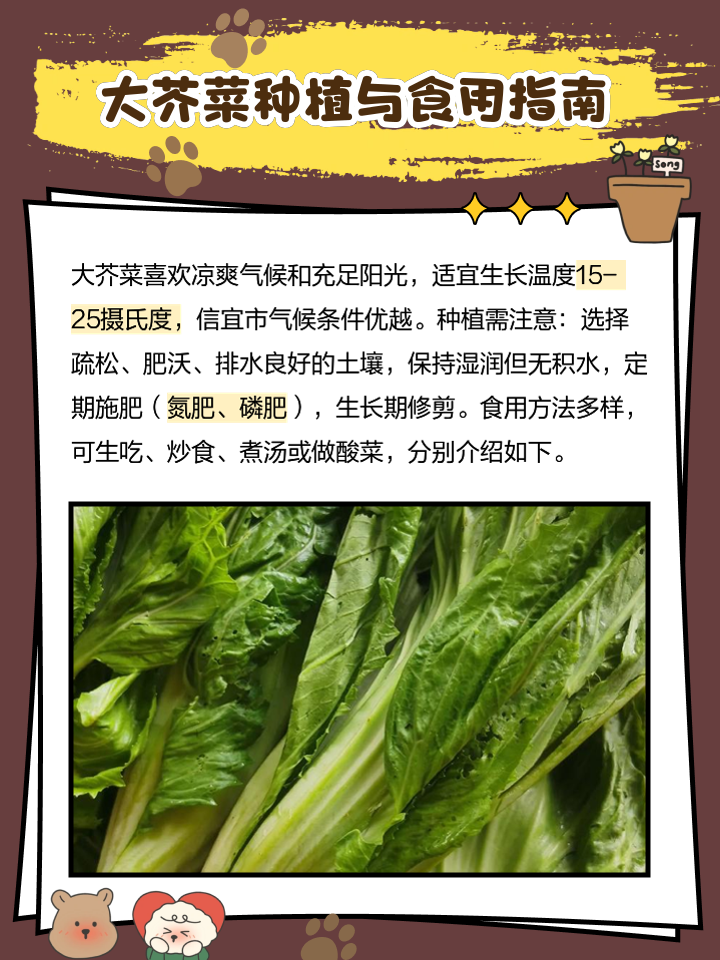 芥菜怎么选(芥菜怎么择菜)