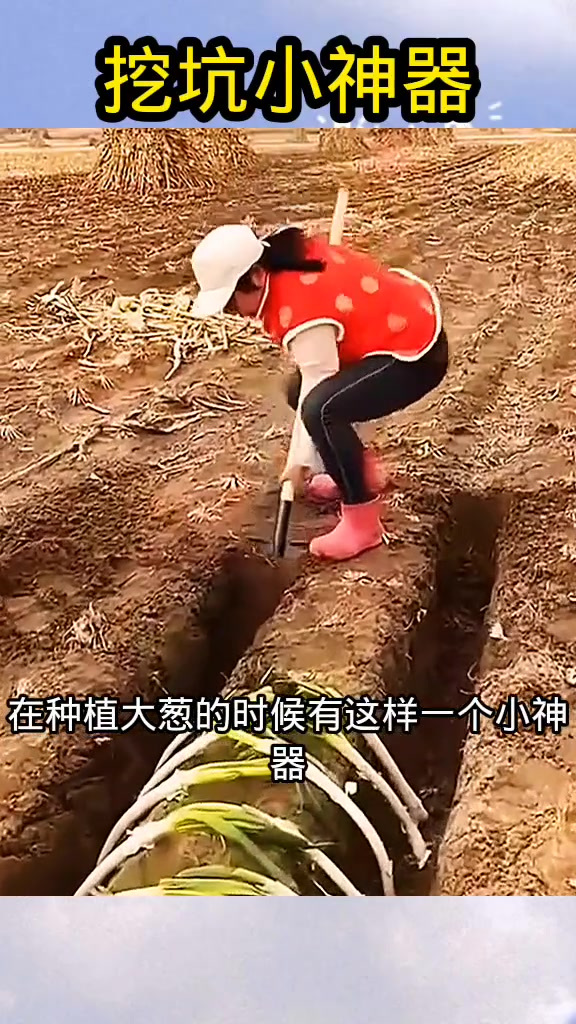 沟葱怎么施肥(栽沟葱怎么管理)