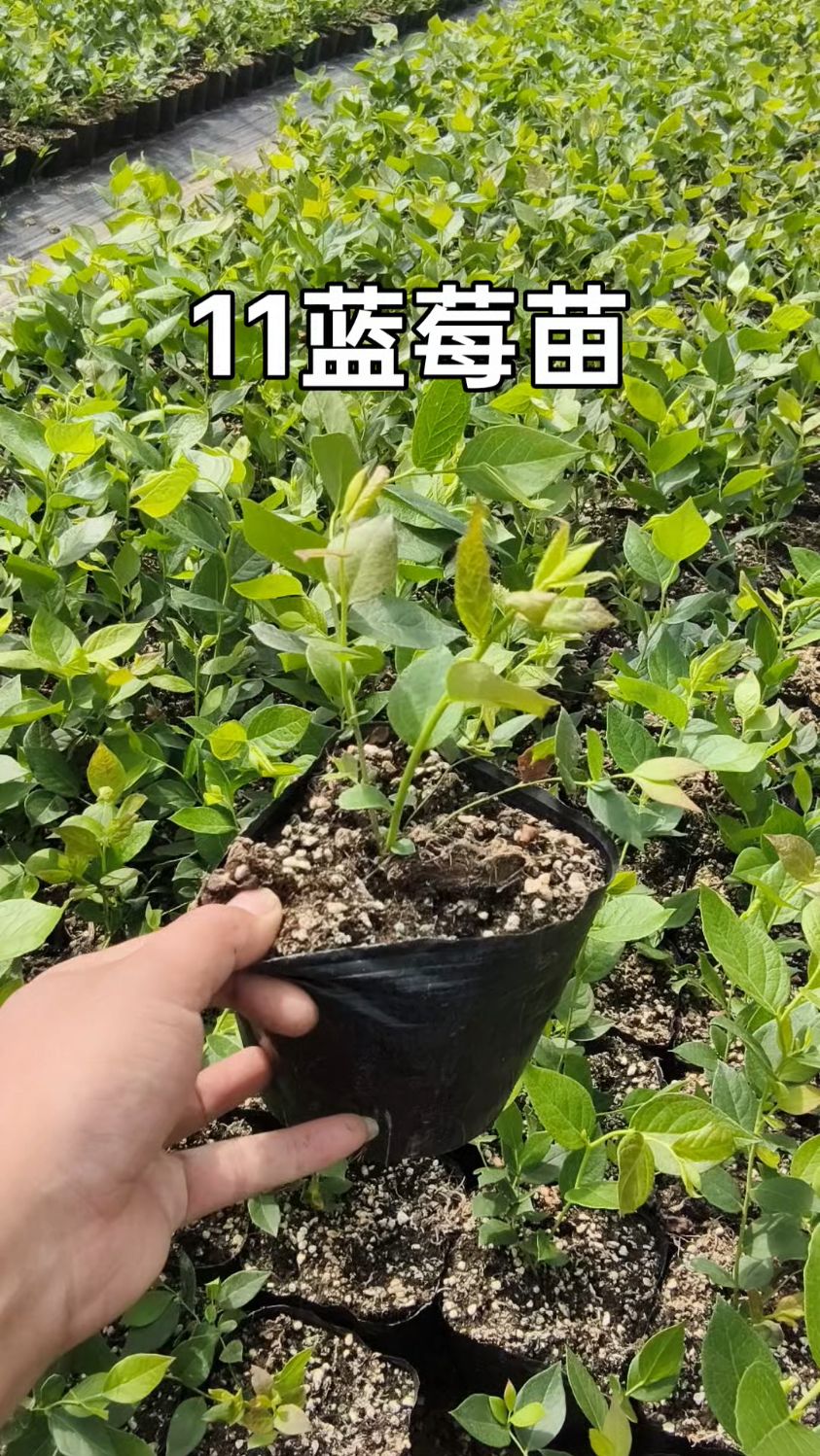蓝莓种苗什么品种好(蓝莓买哪种品种苗子好)