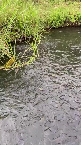 水产养殖塘(水产养殖塘所用增氧泵的电源线)