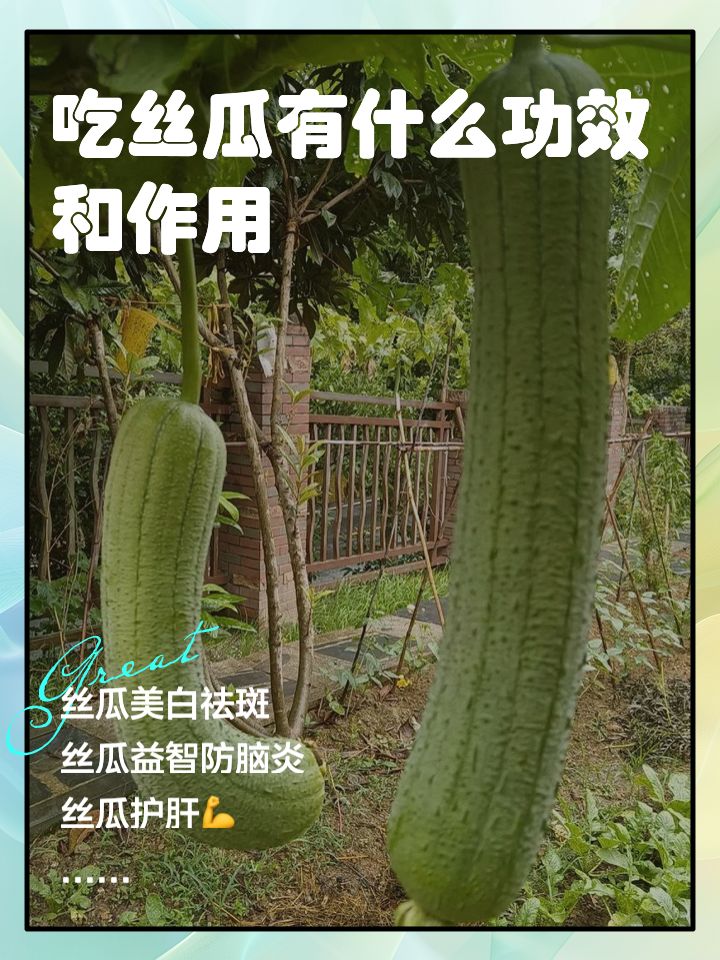 丝瓜种植怎样管理才能结瓜多(丝瓜种植怎样管理才能结瓜多视频)