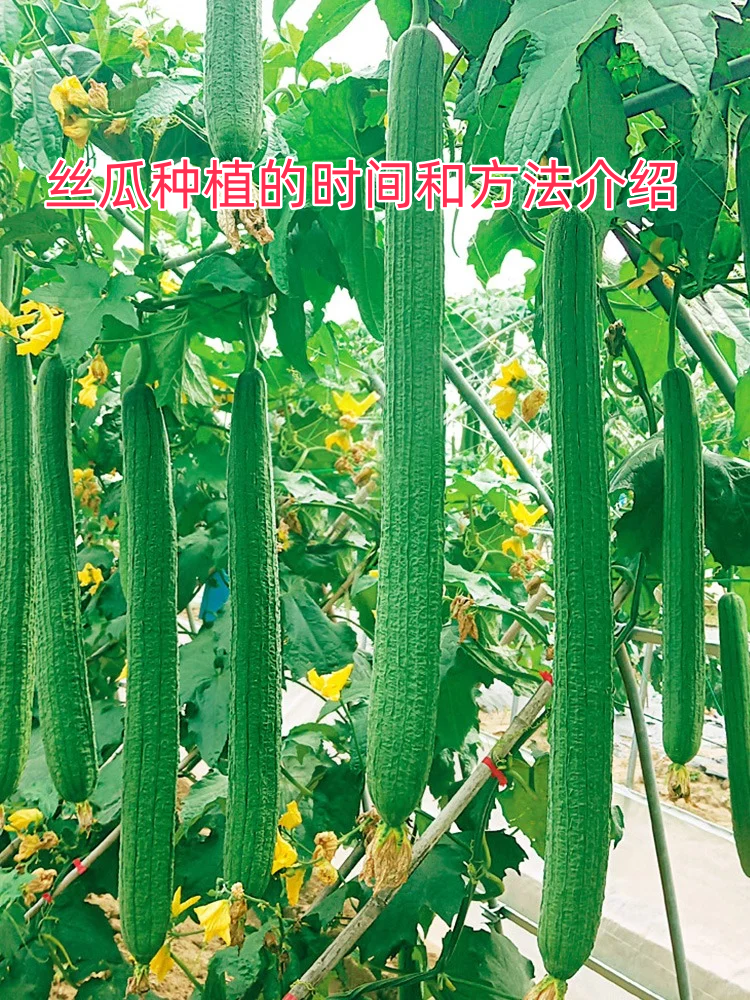 丝瓜种植怎样管理才能结瓜多(丝瓜种植怎样管理才能结瓜多视频)