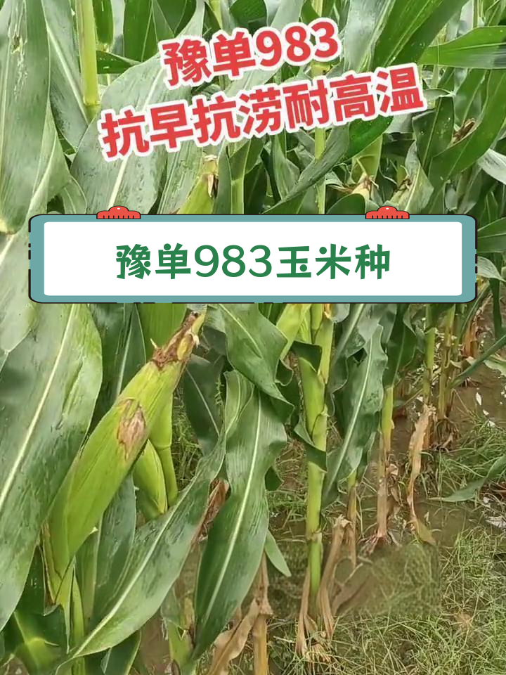 什么玉米种子抗旱(什么玉米种抗旱抗倒?)