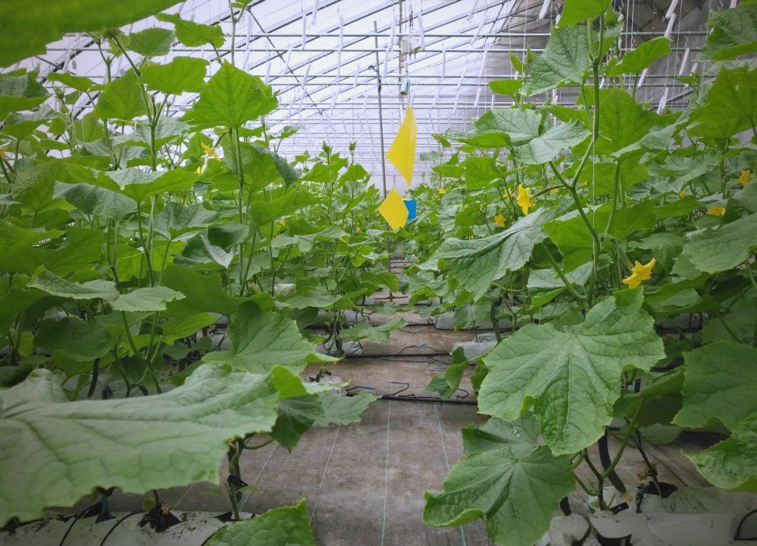 全国蔬菜供应(全国蔬菜供应排名)