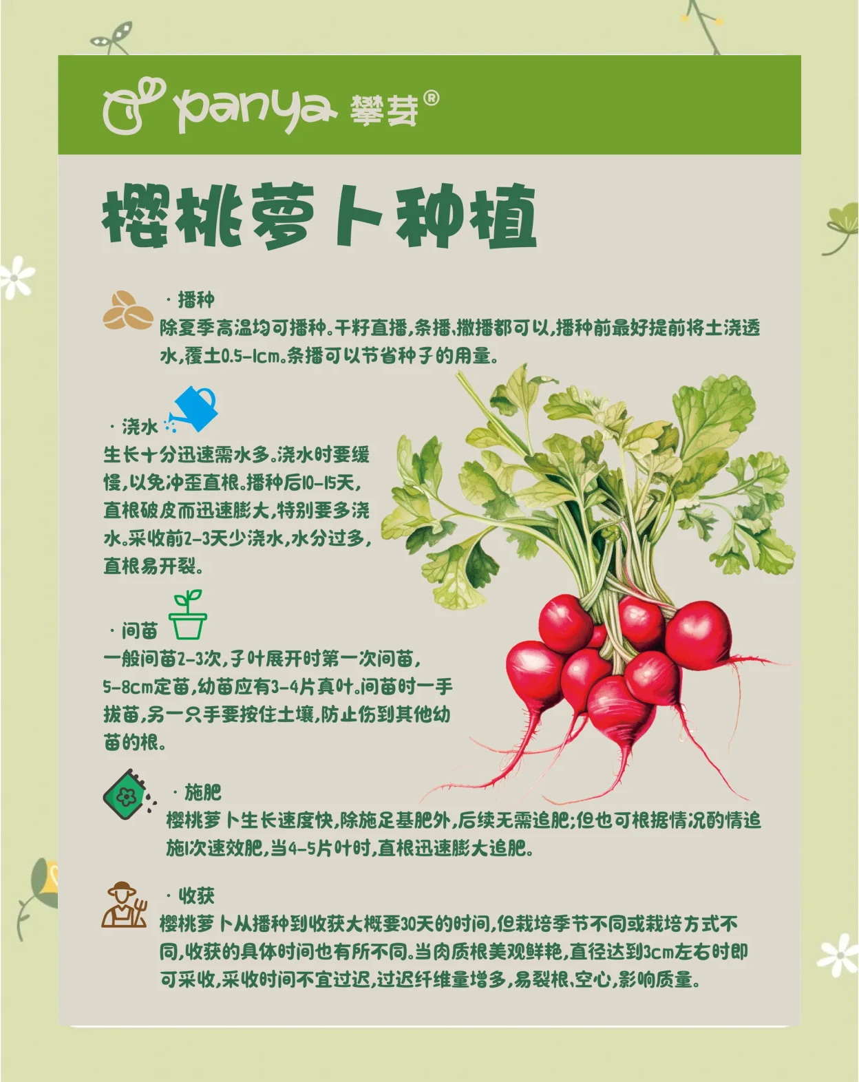 水萝卜如何播种(怎么种水萝卜种子视频)