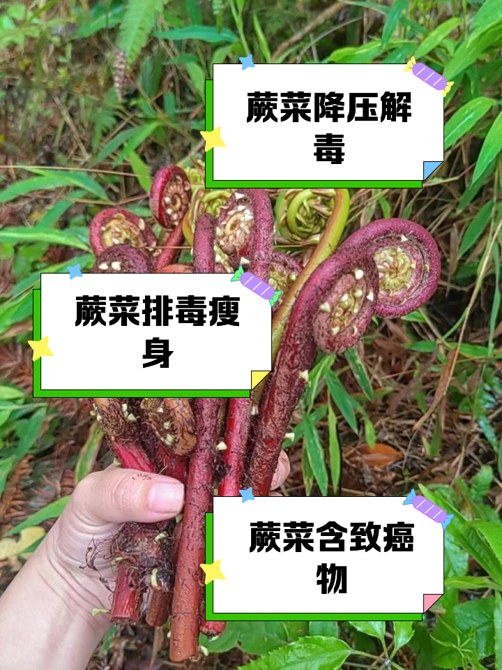 蕨菜种子的种植技术(蕨菜的种子是什么样子)