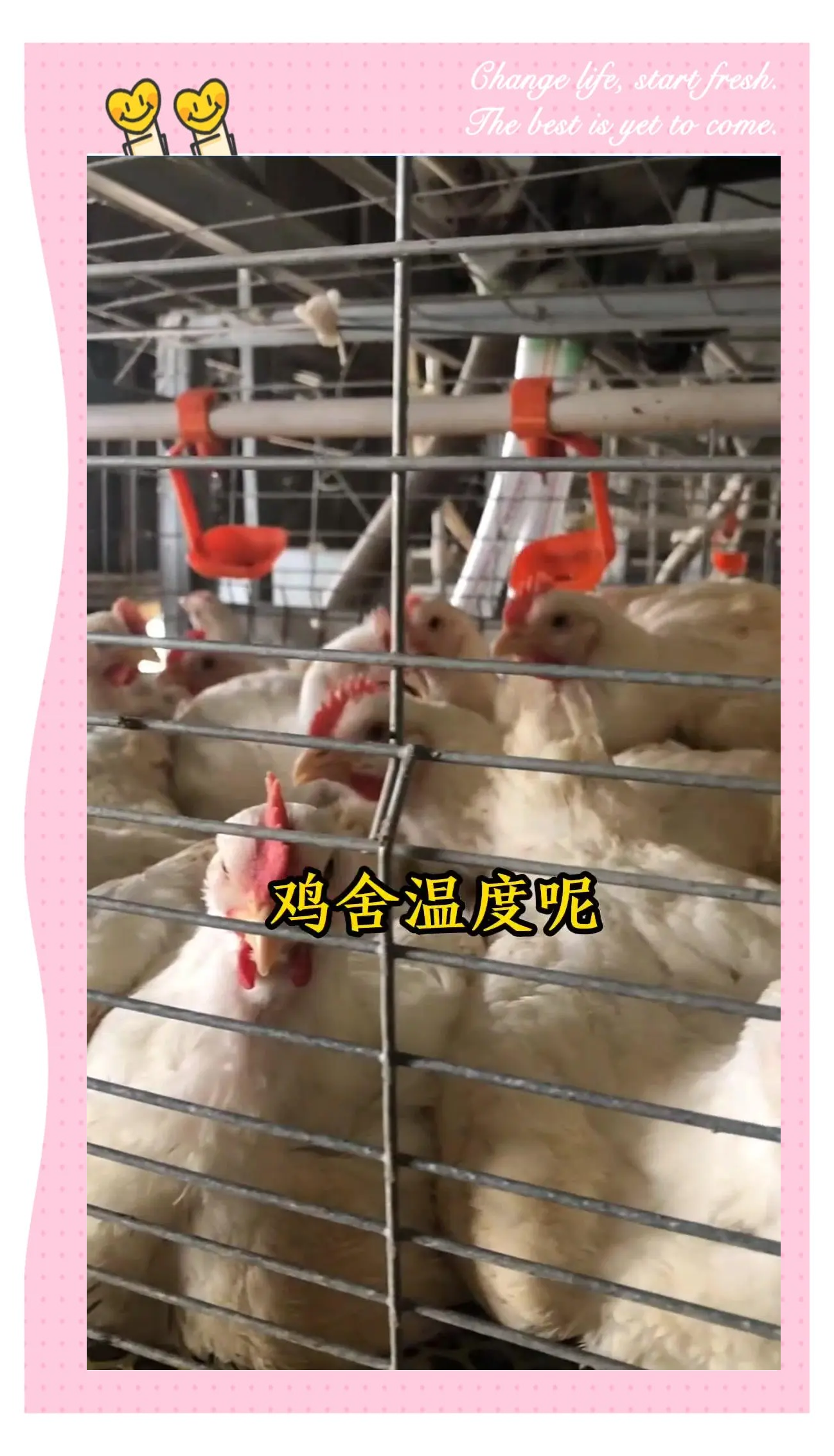 肉鸡饲养,817肉鸡养多少天,,1.24,12,低,疑问词的简单介绍