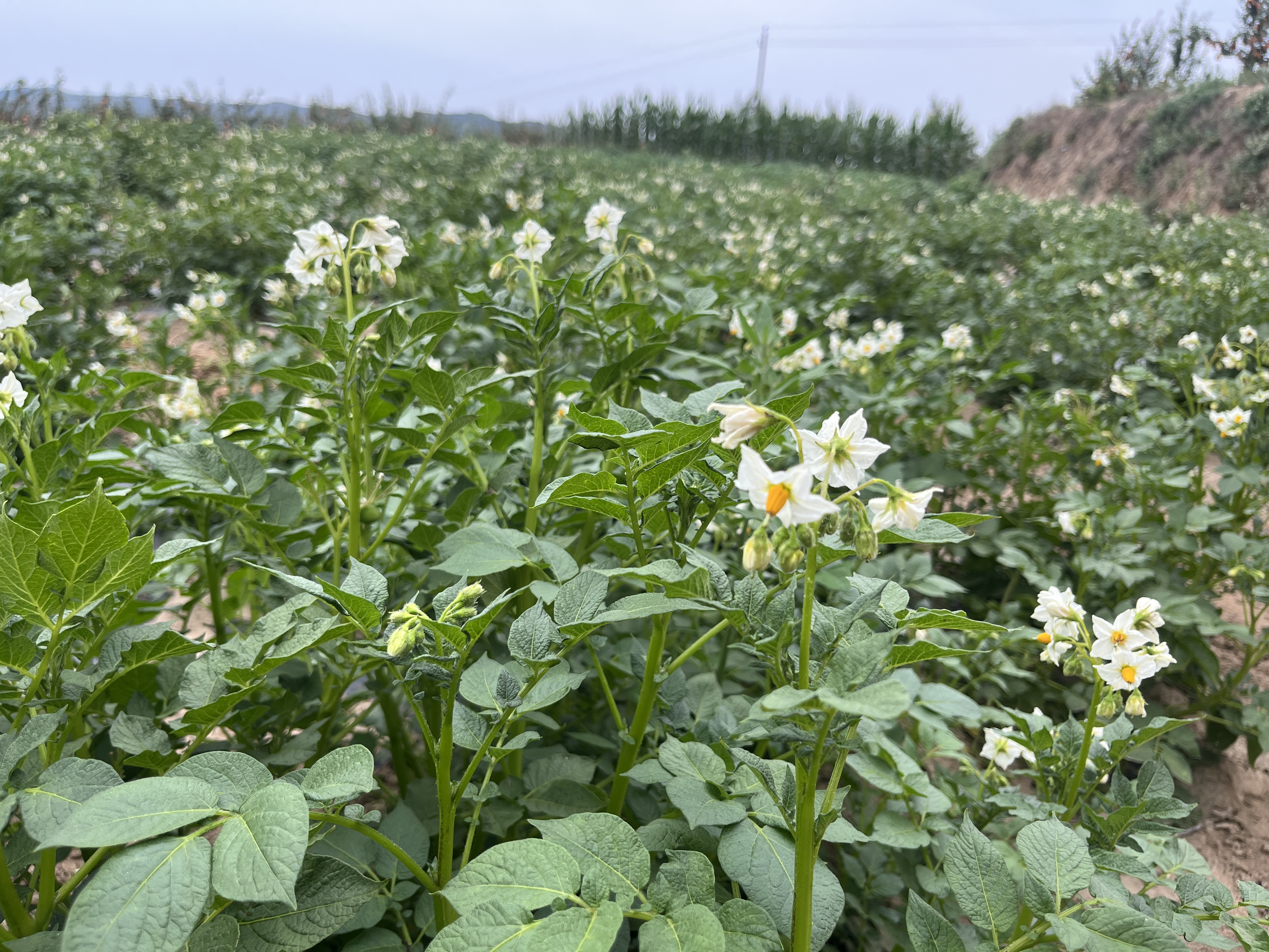 土豆高产种植(土豆高产种植技术与管理方法)