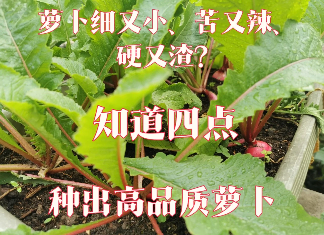 萝卜的栽培与管理(萝卜的栽培技术要点)