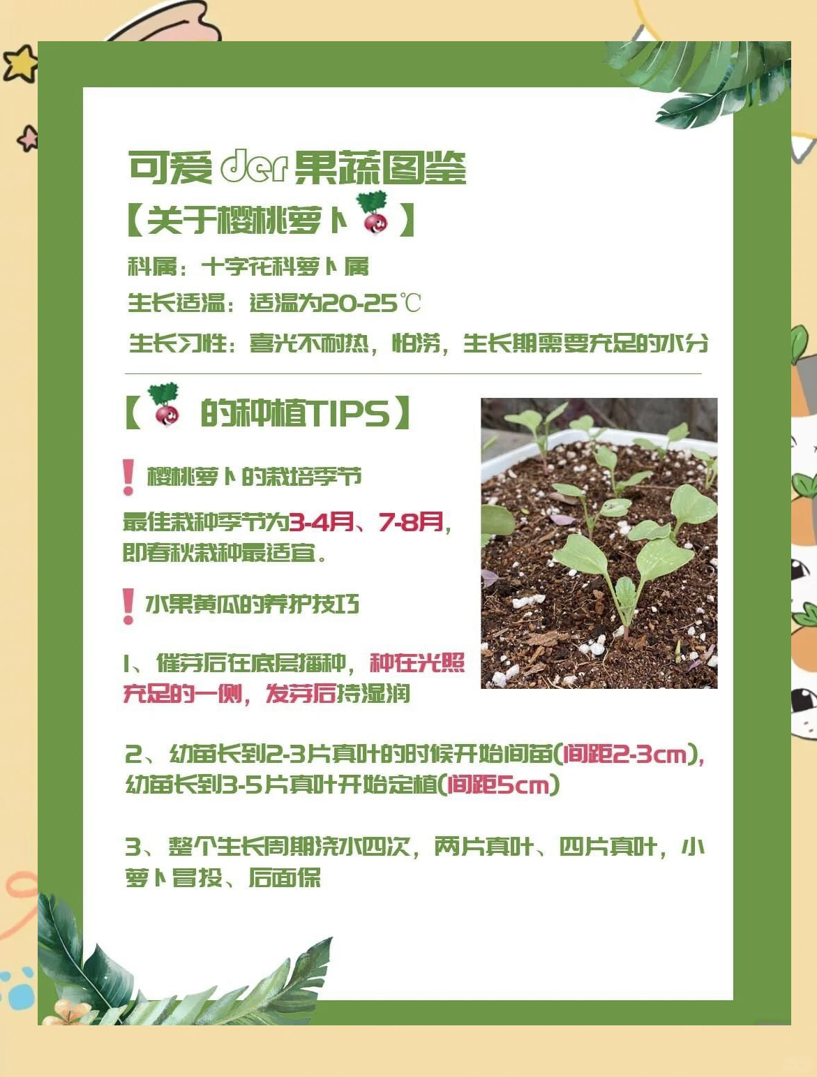 萝卜的栽培与管理(萝卜的栽培技术要点)