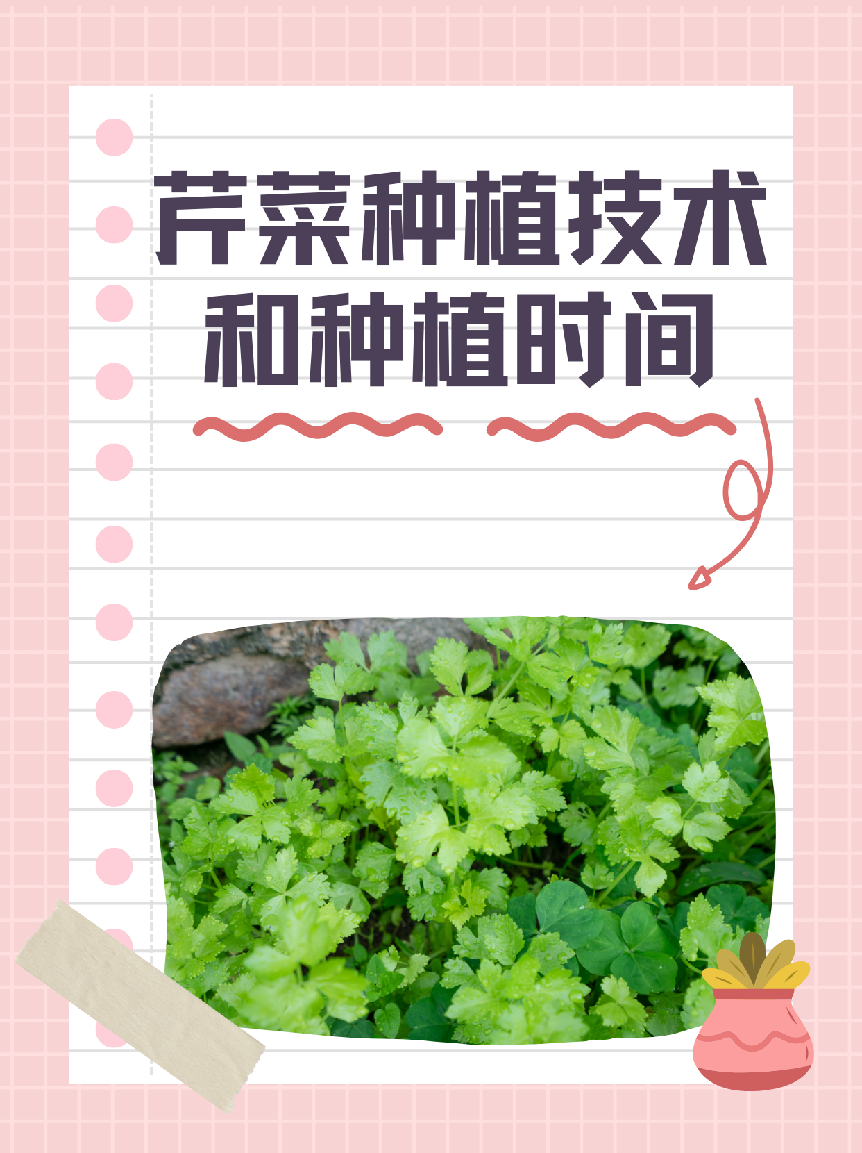 露地芹菜种植技术和种植时间(露地芹菜种植技术和种植时间是多少)