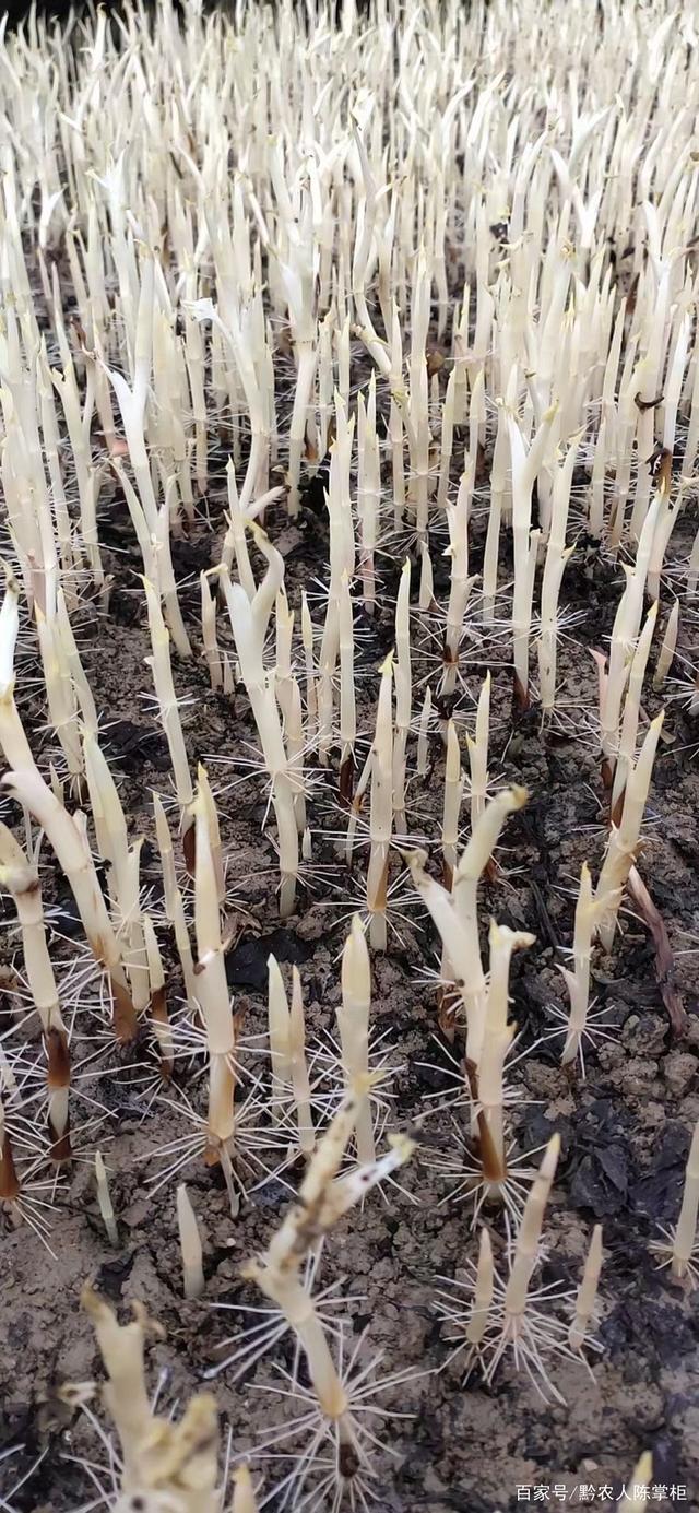 水田种植折耳根技术(折耳根种植技术 人工种植)