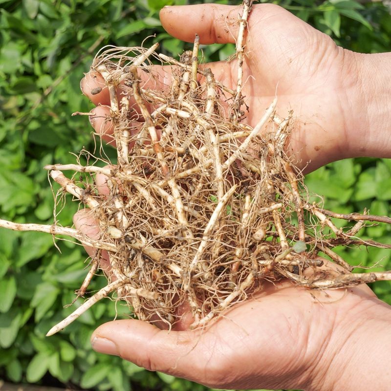 水田种植折耳根技术(折耳根种植技术 人工种植)