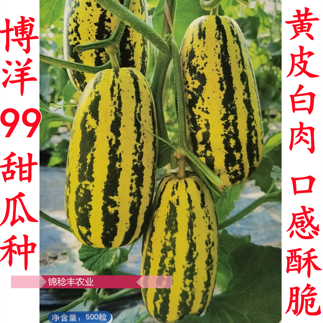 香瓜种子哪个品种好(香瓜种子哪个品种好吃)
