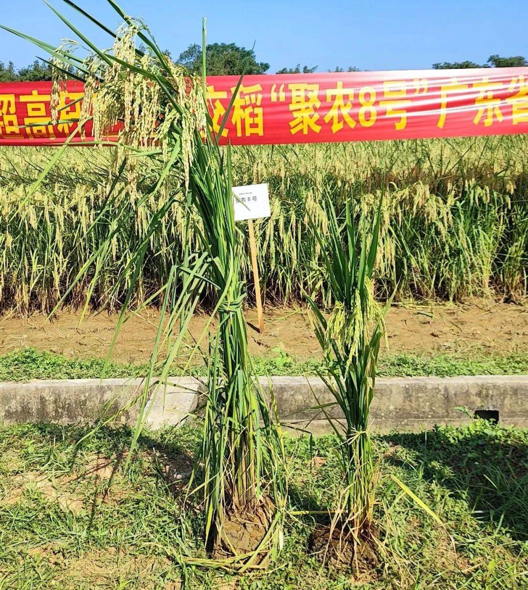 巨型稻栽培技术(巨型稻产量怎么样)
