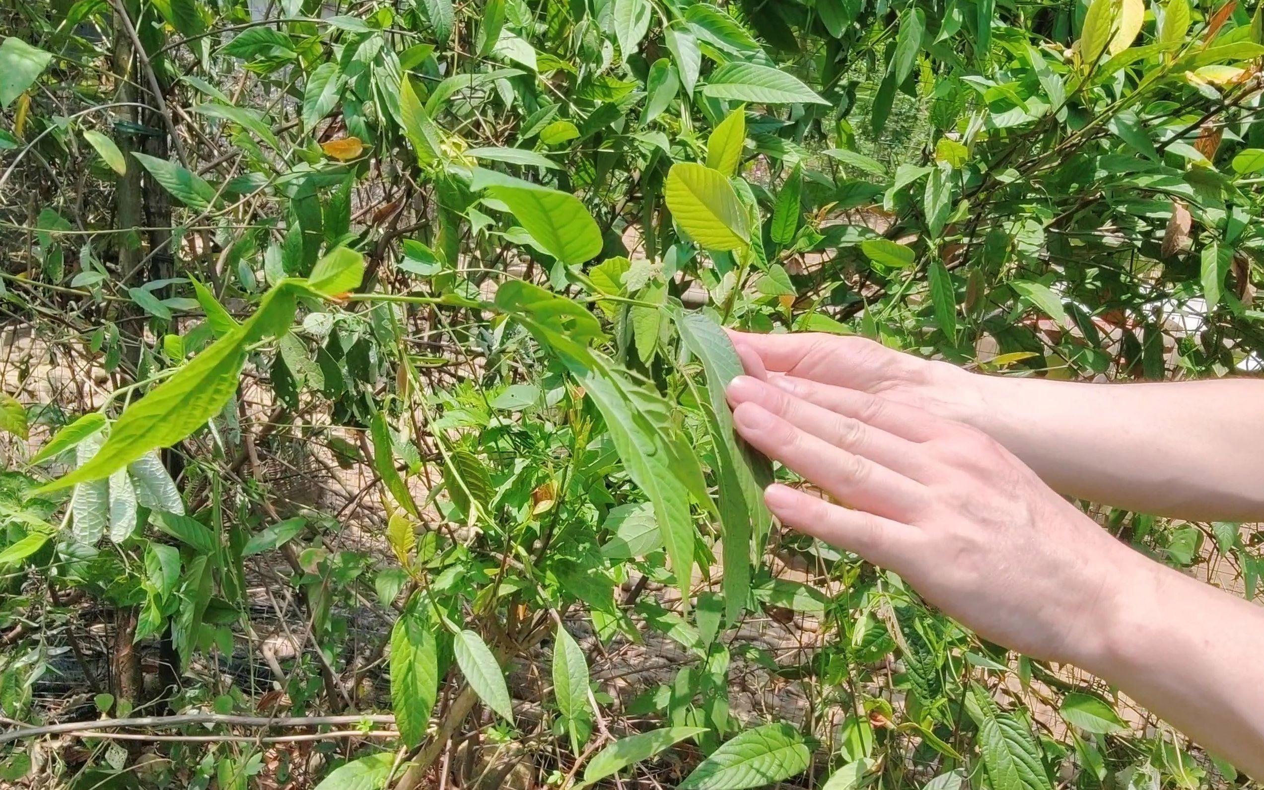 养鸡的草(养鸡的草选什么草)