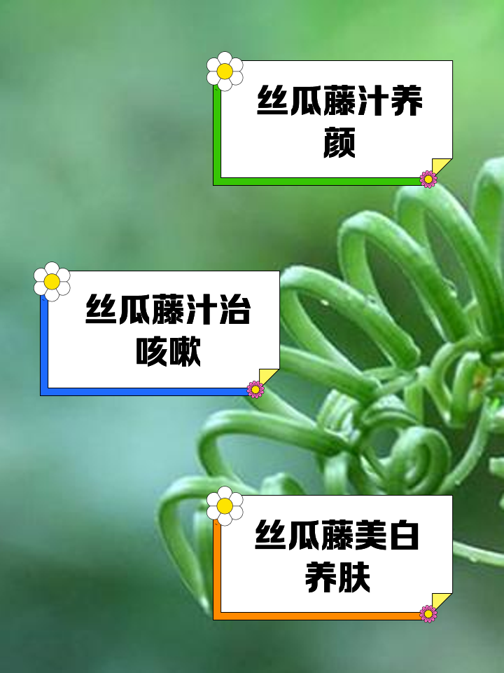 丝瓜汁的功效与作用及食用方法(丝瓜汁的功效与作用及食用方法禁忌)