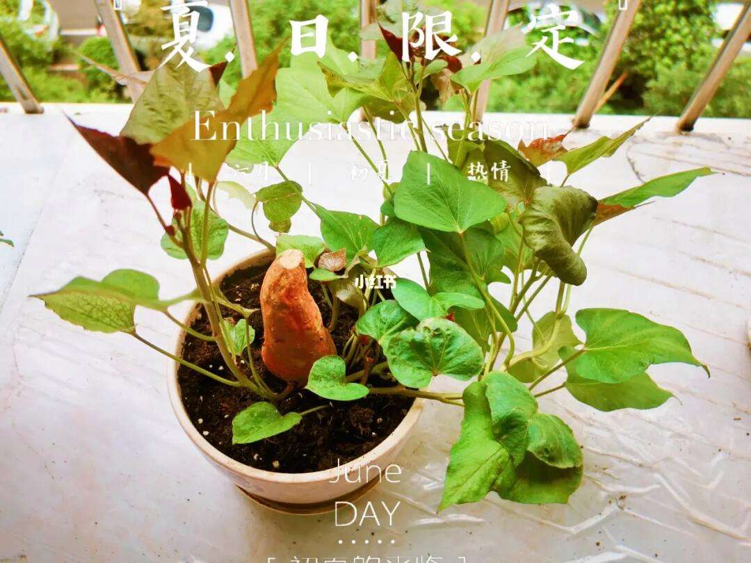 红薯适合什么土壤种植(红薯种在什么土里比较好)