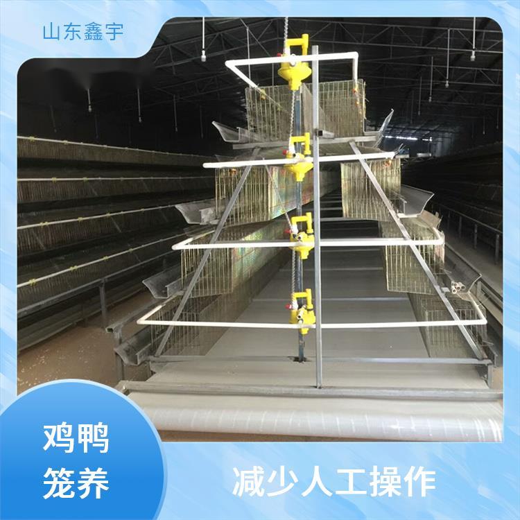 笼养蛋鸭养殖技术(笼养蛋鸭养殖技术手册电子版)