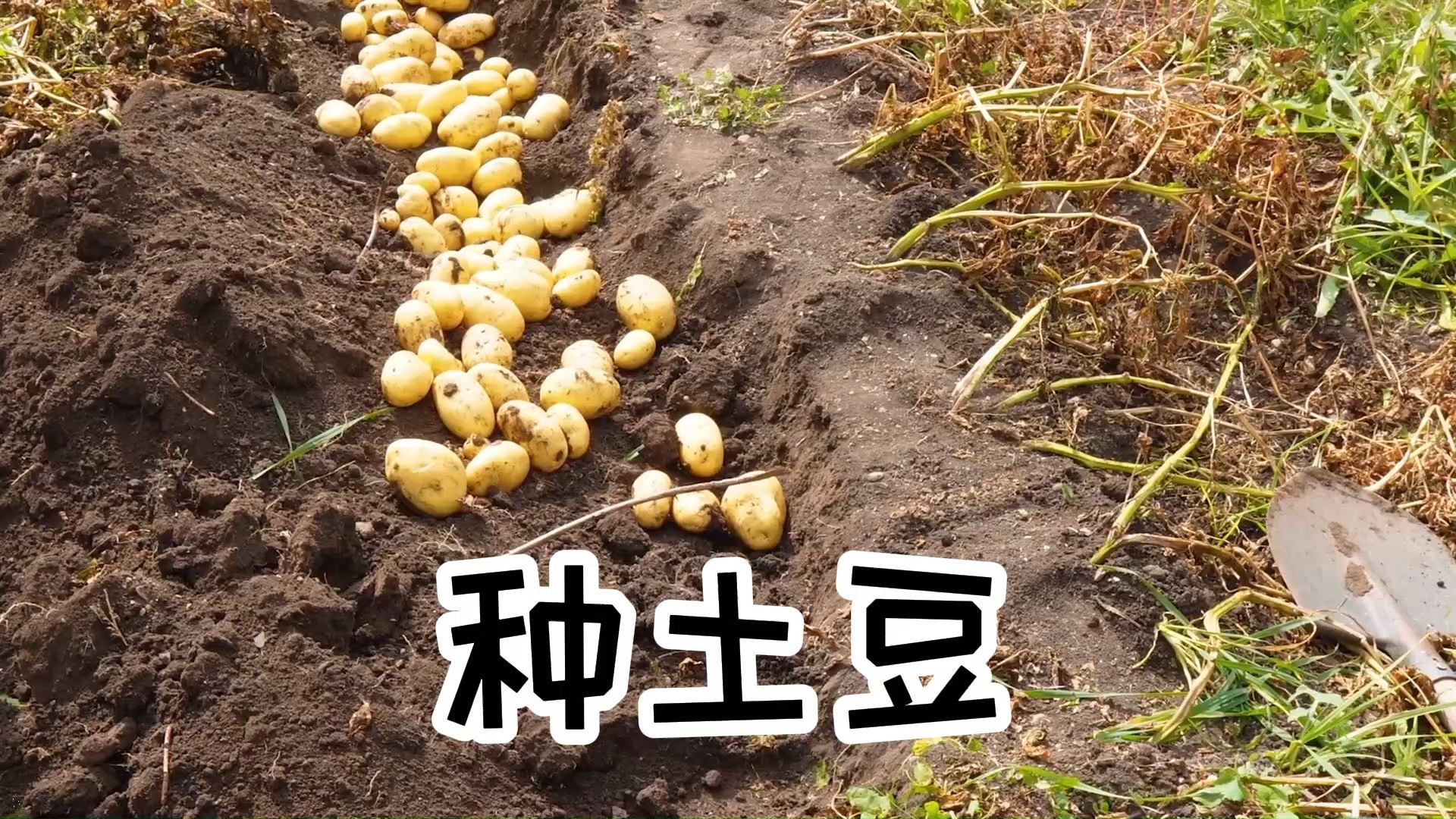 四川土豆种植时间(四川土豆种植时间和方法)