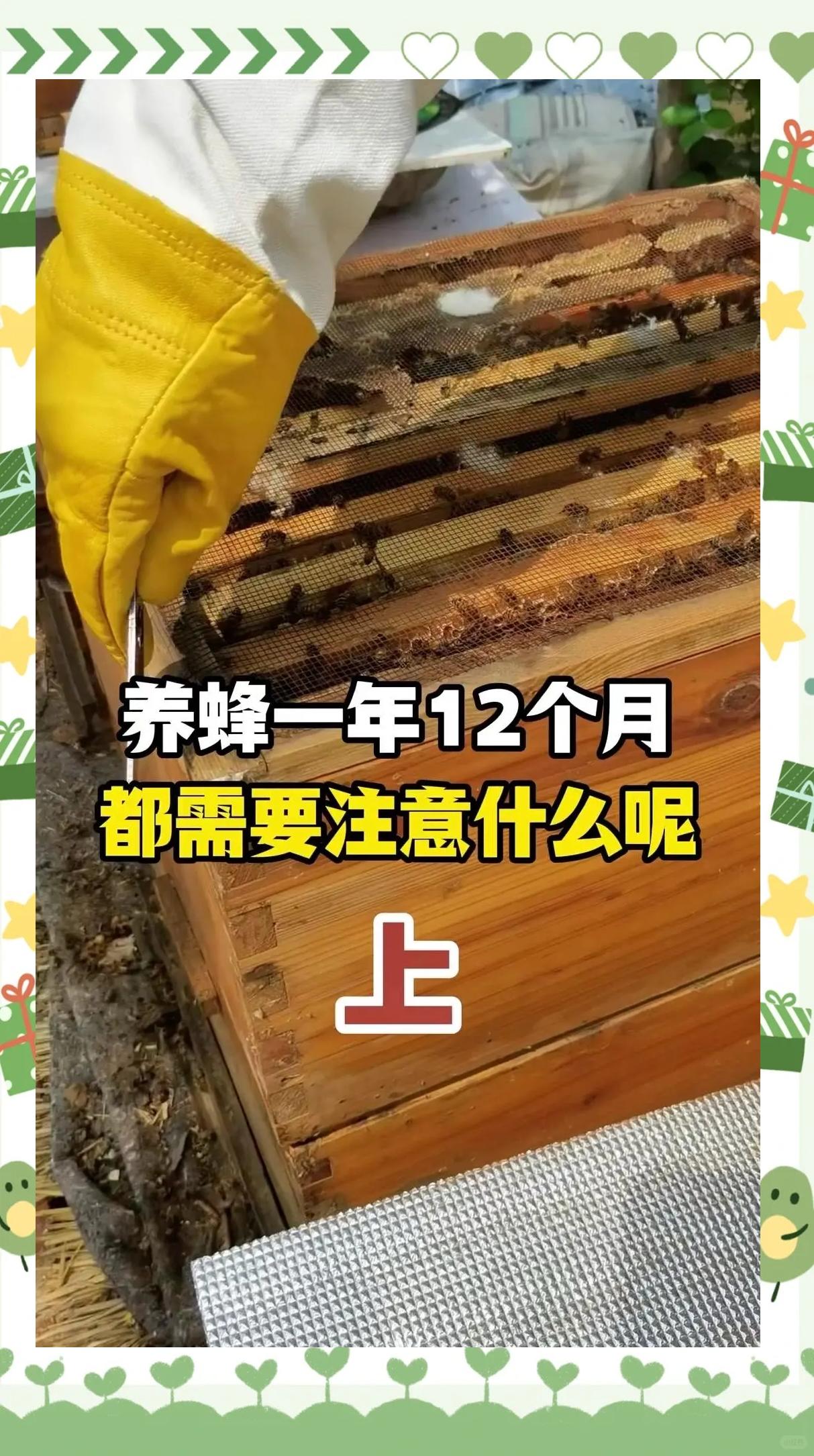 壁蜂养殖技术(壁蜂多少钱一只)