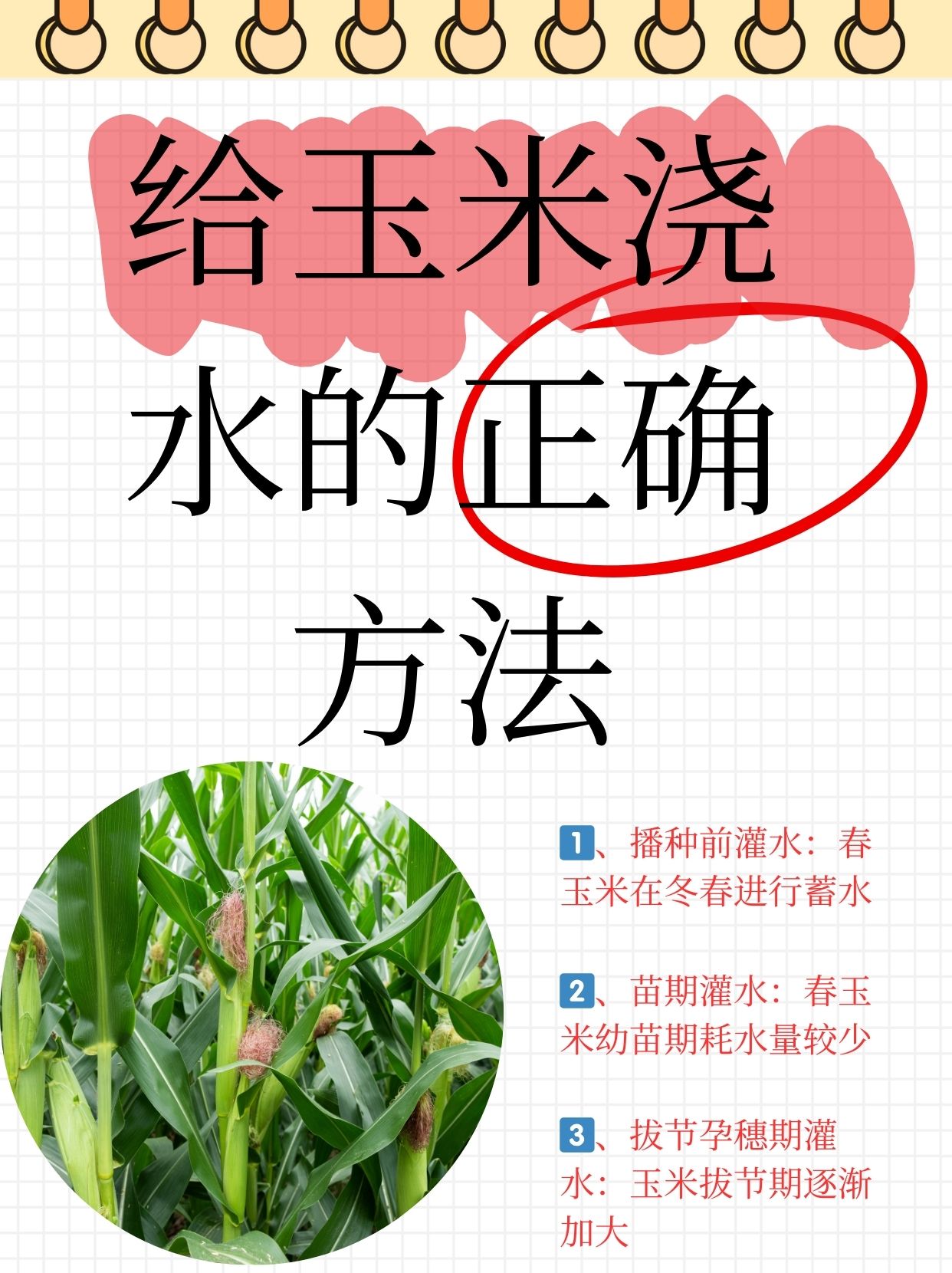 玉米反季节种植技术(反季节的玉米是怎么种出来的)