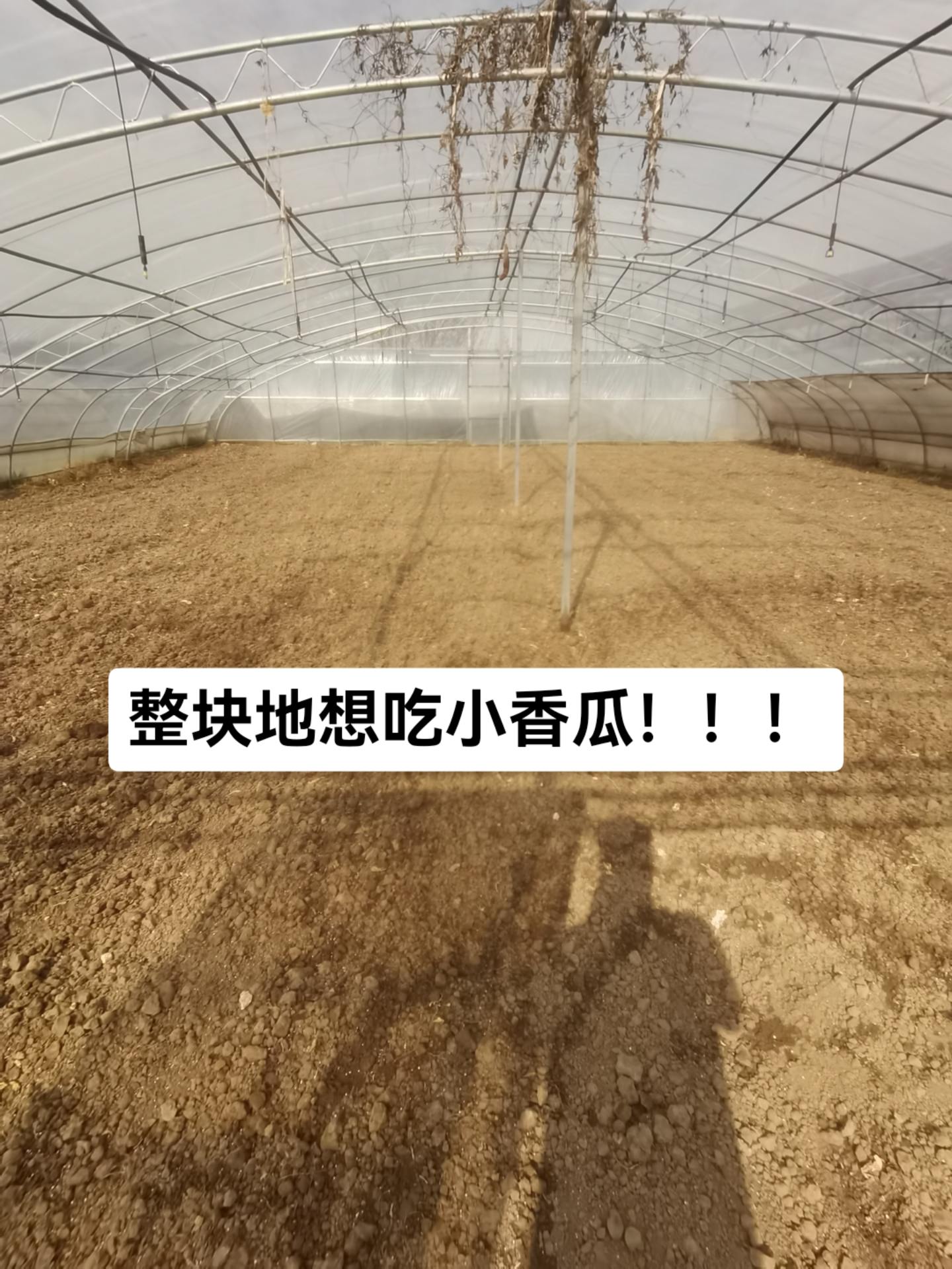 香瓜怎么种(香瓜怎么种才能高产)