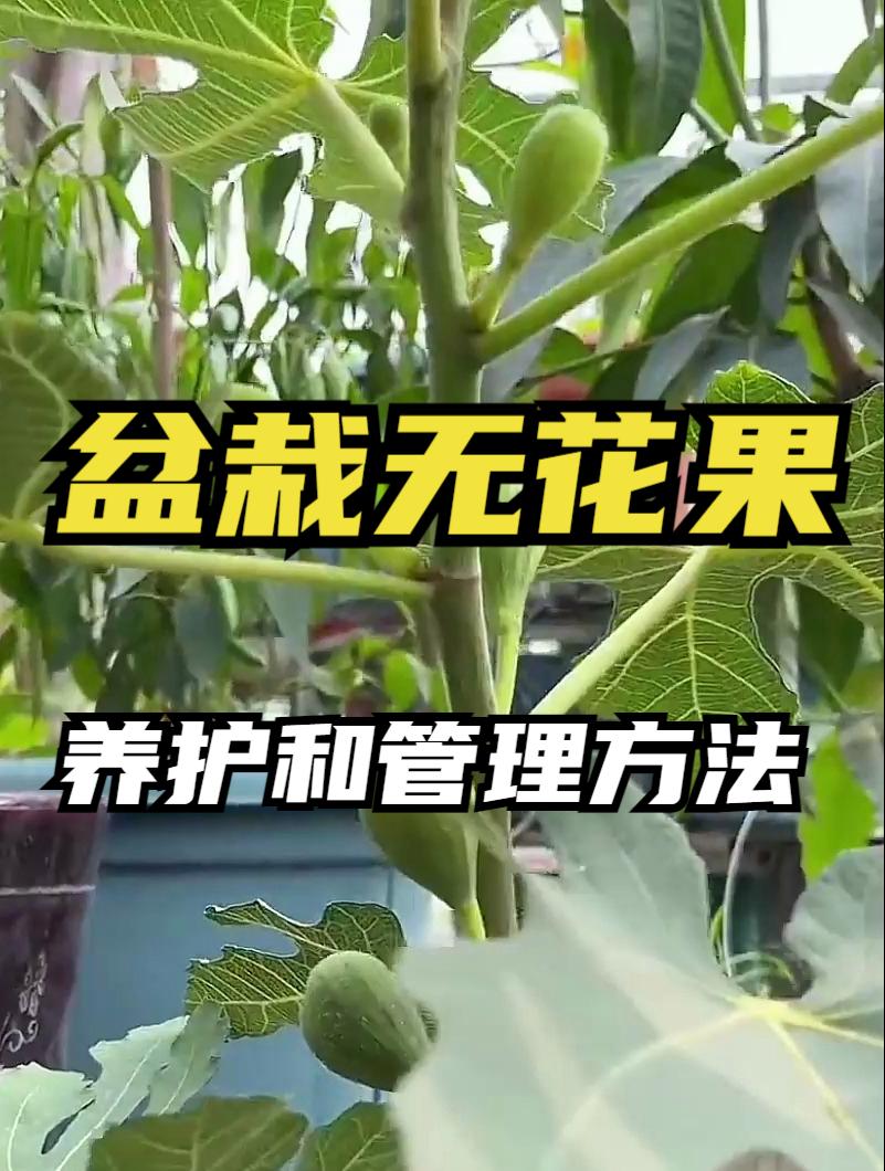 无花果施肥技术(无花果施肥时间和施肥量)