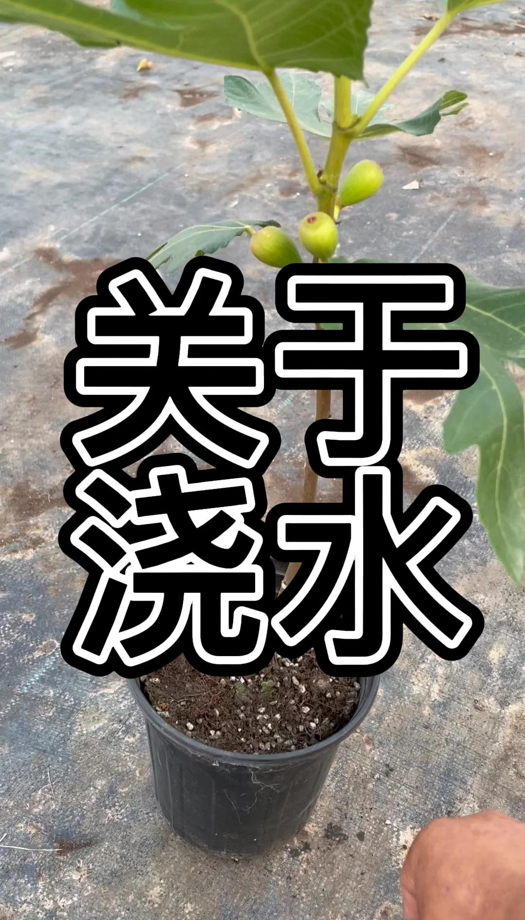 无花果施肥技术(无花果施肥时间和施肥量)
