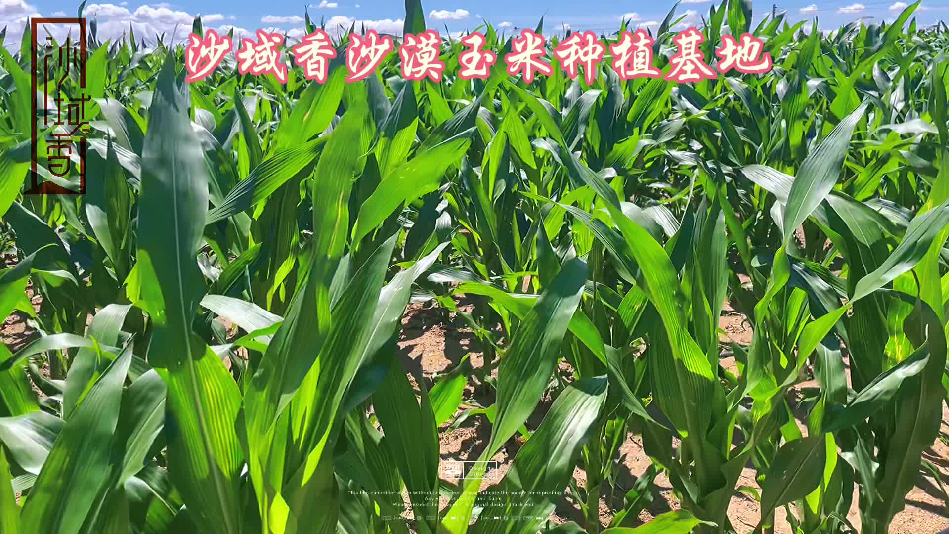 5月种玉米(5月种玉米几天出苗)