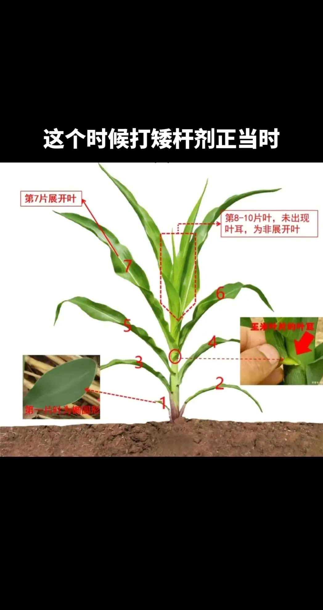 玉米幼苗虫害治疗方法(玉米幼苗虫害治疗方法有哪些)
