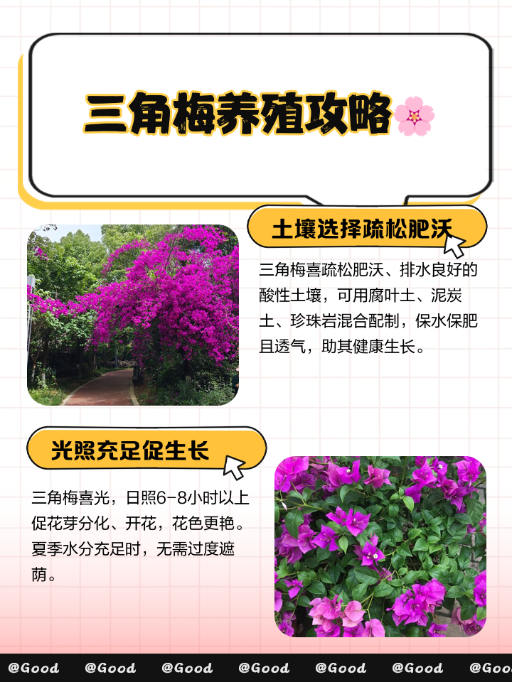 三角梅的养殖方法(花卉三角梅的养殖方法)