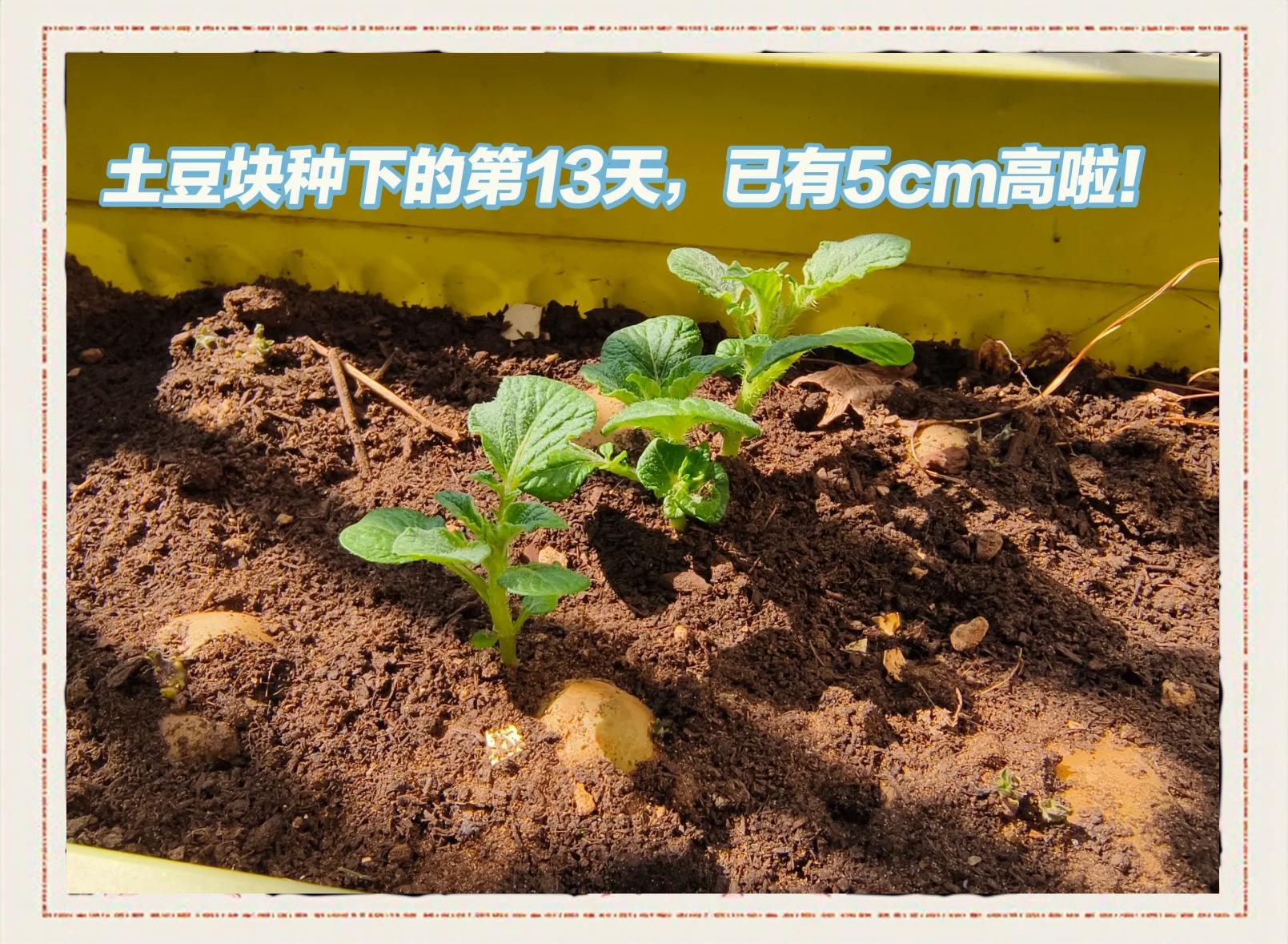 温室土豆高产高效栽培技术(温室土豆高产高效栽培技术视频)