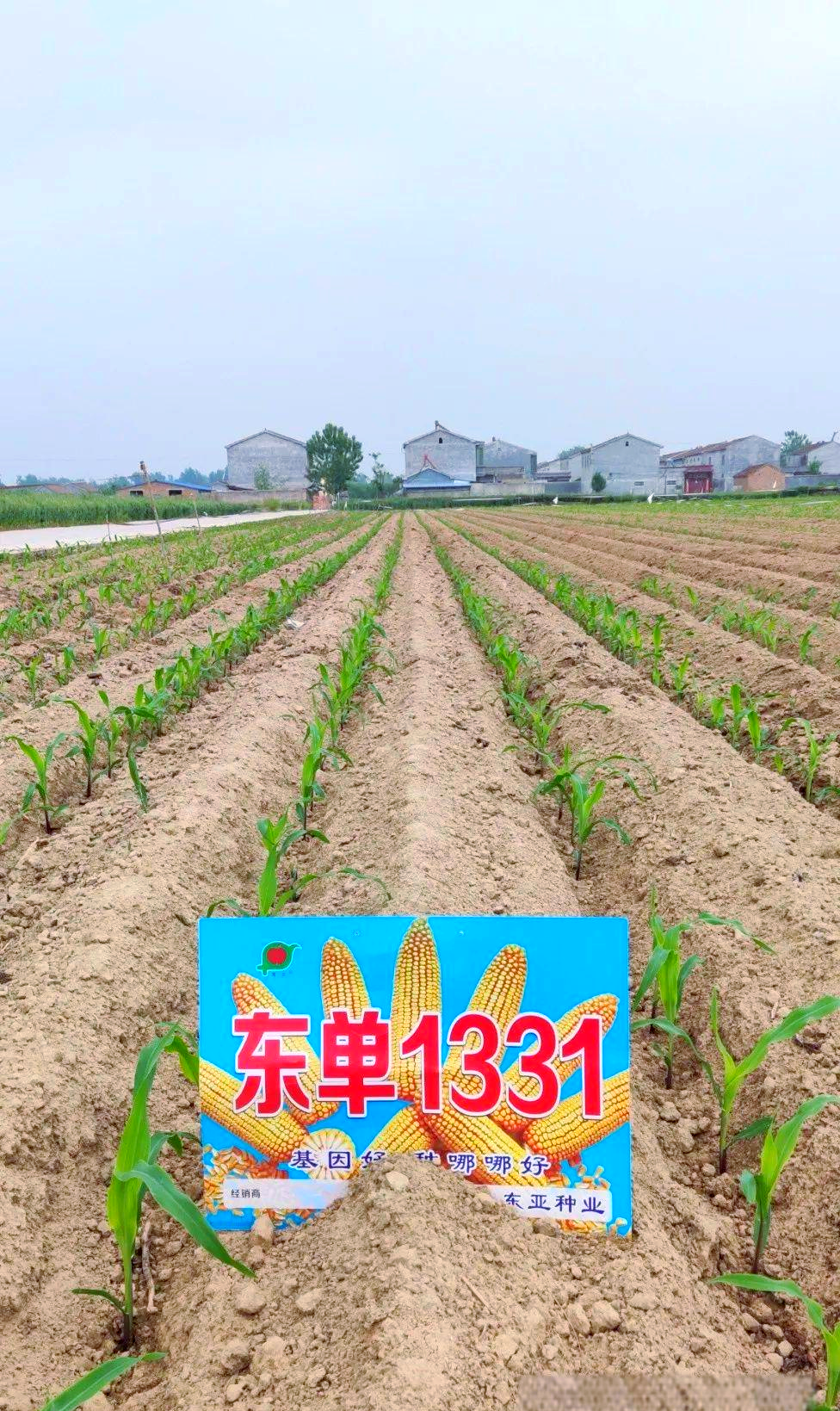 玉米多久播种(玉米播种多少天成熟)