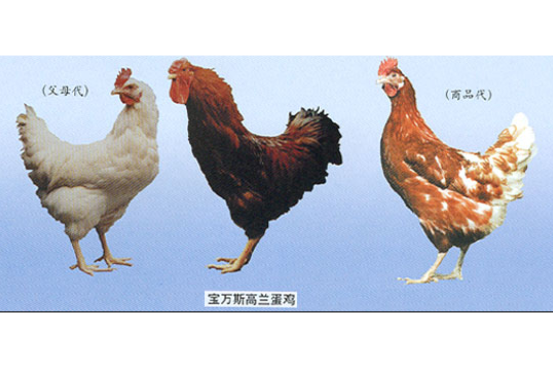 北方蛋鸡养殖的品种(适合北方养殖的蛋鸭品种)