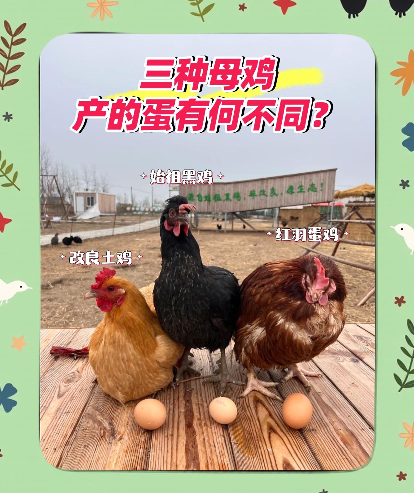 北方蛋鸡养殖的品种(适合北方养殖的蛋鸭品种)