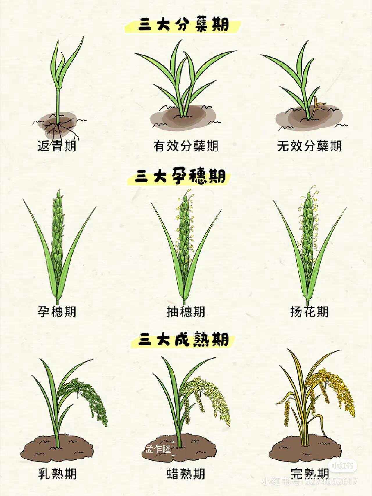 水稻田种植方案(水稻田种植方案怎么写)