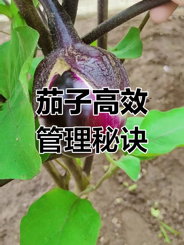 种茄子怎样才能得到高产的简单介绍