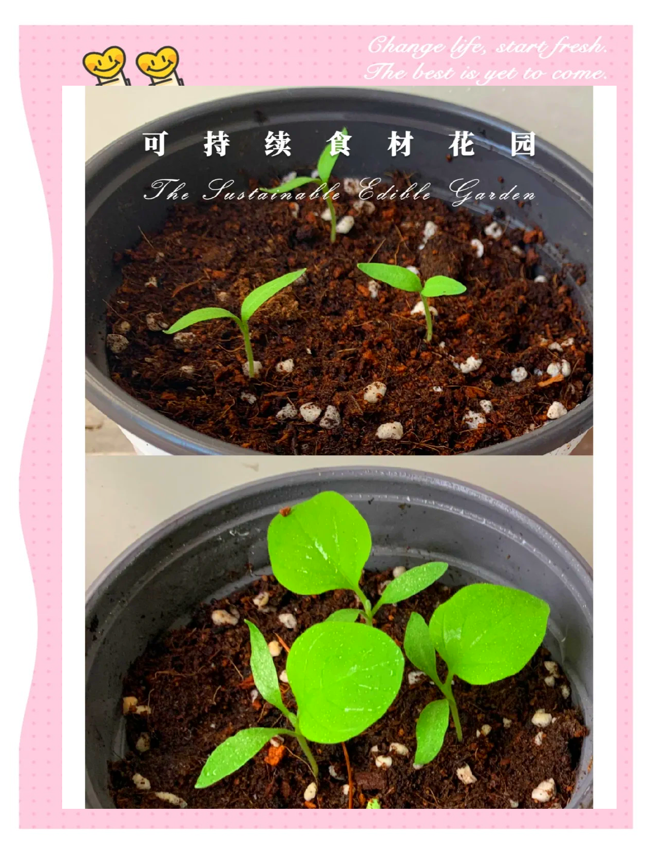 种茄子怎样才能得到高产的简单介绍