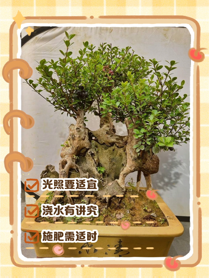 小叶赤楠冬季养殖方法(小叶赤楠冬季养殖方法和注意事项)