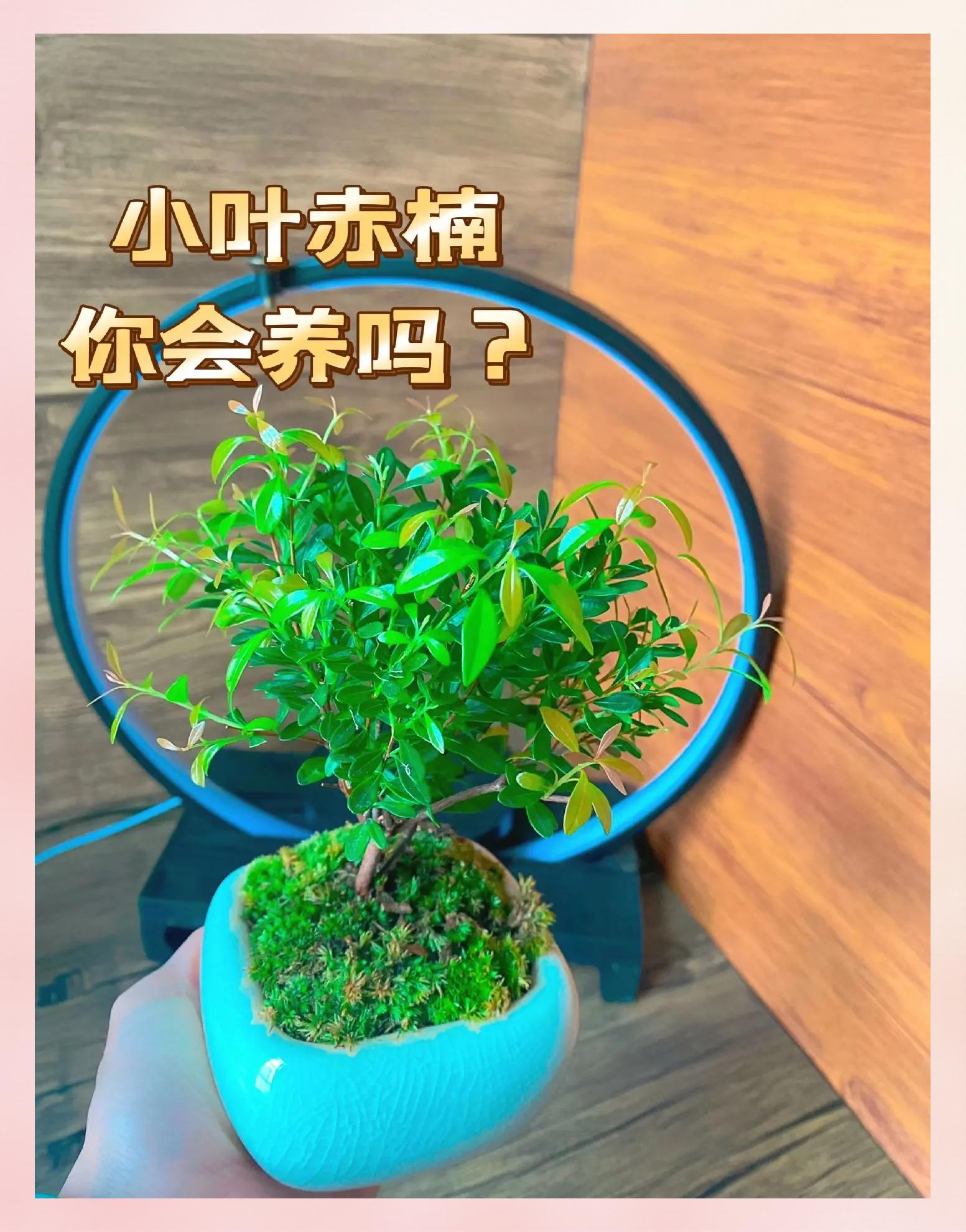 小叶赤楠冬季养殖方法(小叶赤楠冬季养殖方法和注意事项)