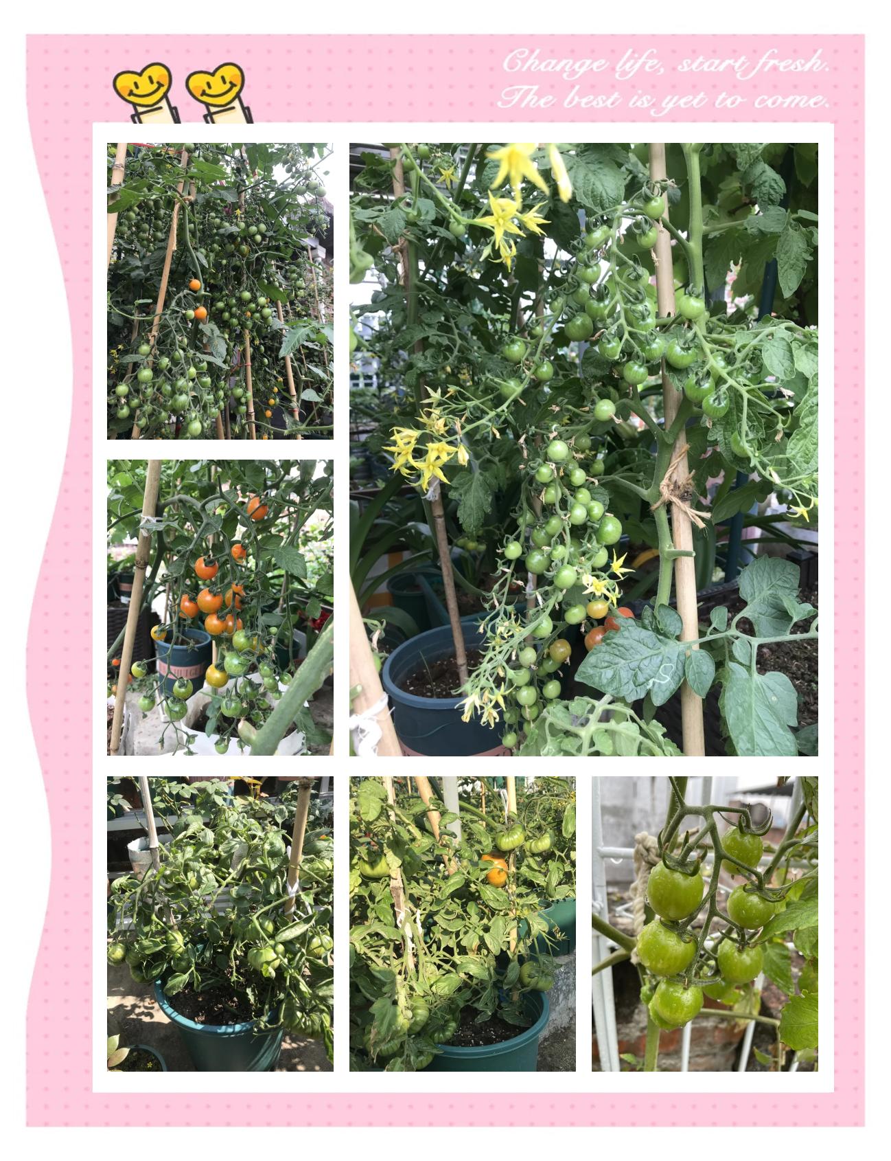 番茄种植施肥方法(番茄怎么施肥,用什么肥料好)